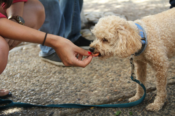 cane che mangia dalla mano del padrone