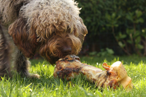 cane con l'osso di vitello