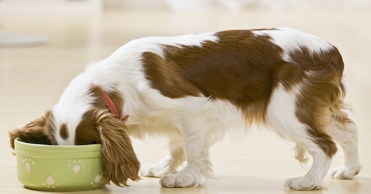 Pappe per cani fai da te: cinque preziose ricette