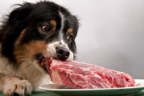 cane che mangia carne