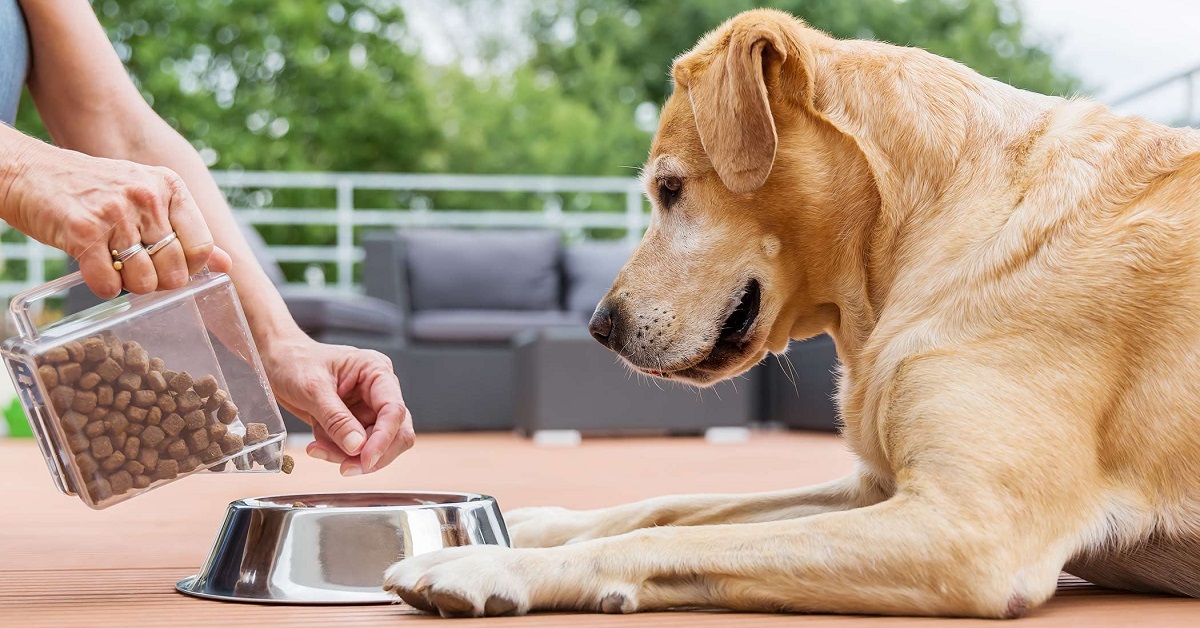 Cibo per cani donato dai dipendenti di Amazon