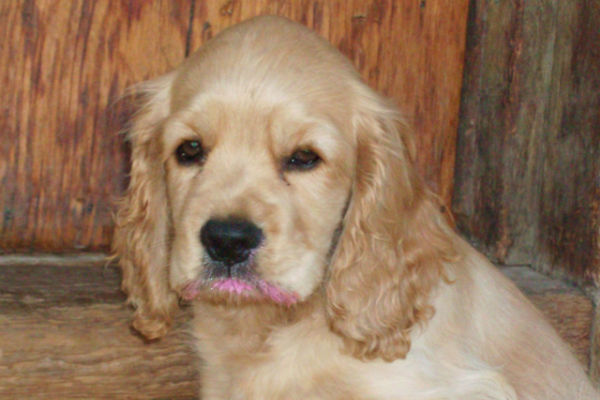 cucciolo di cane