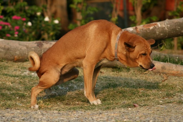 cane che fa cacca