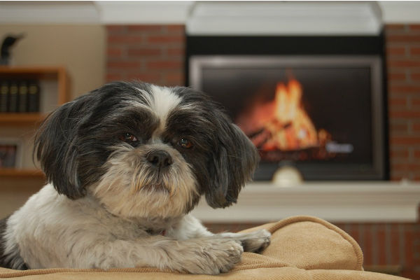 cane che guarda