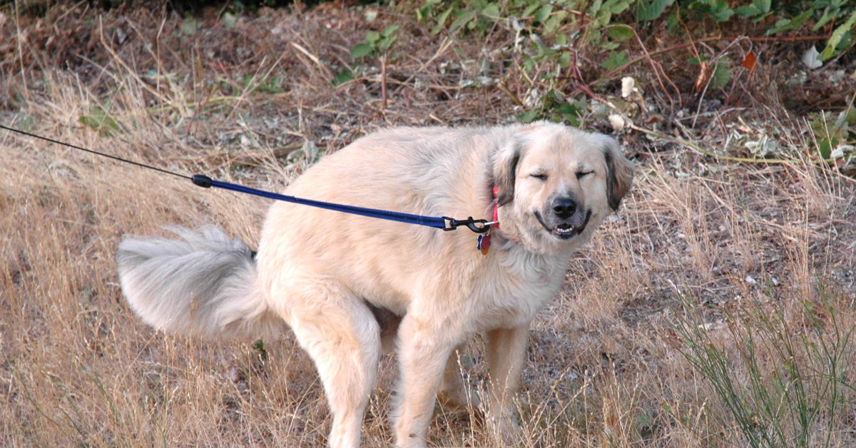 Colori della cacca del cane: quando è sana e quando no