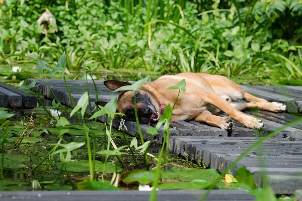 cane disteso su pontile