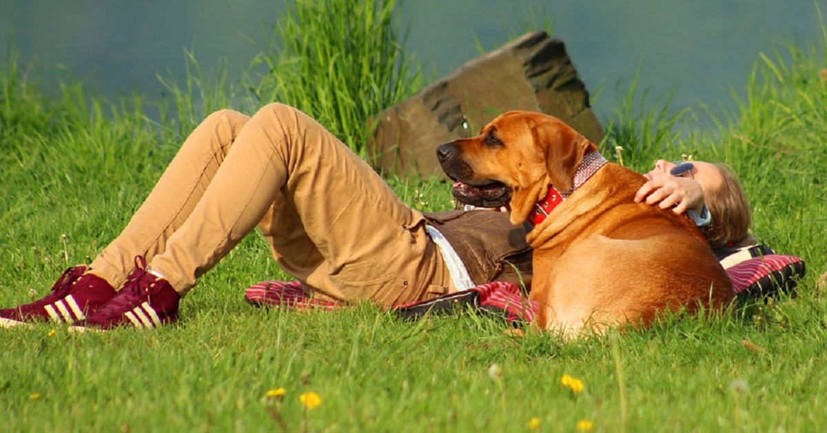 Colpo di sole nel cane: come prevenirlo e curarlo