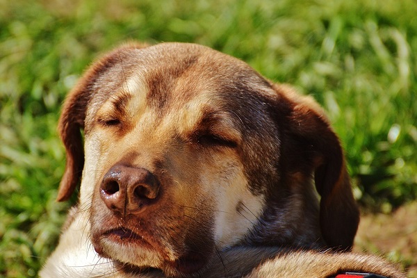 cane si gode il sole