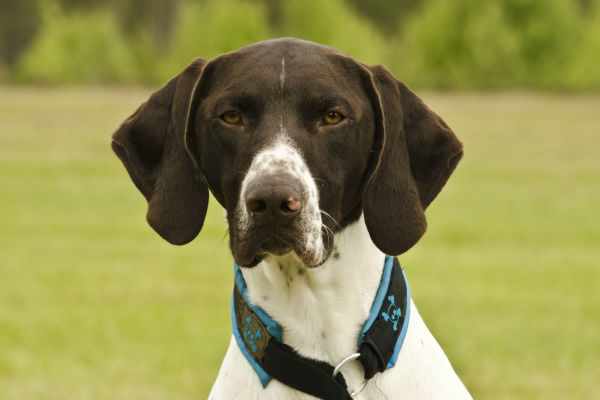 cane sul prato