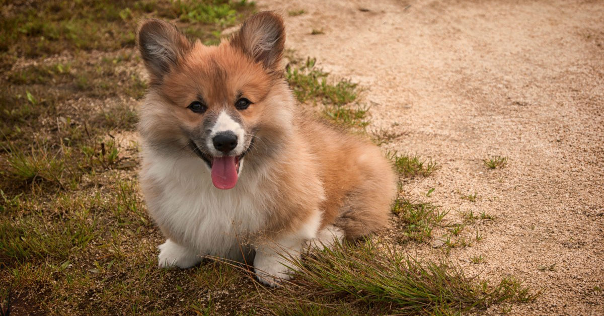 Come addestrare un cane a fare i bisogni