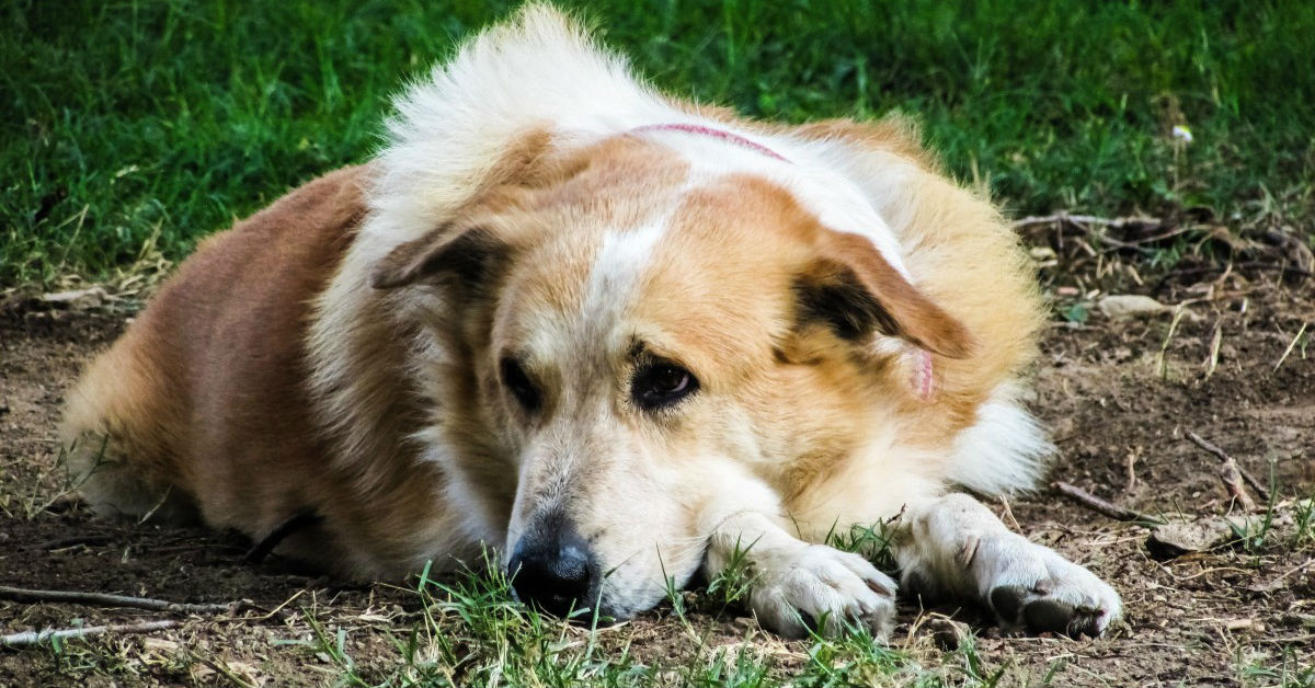 Come alimentare un cane diabetico?