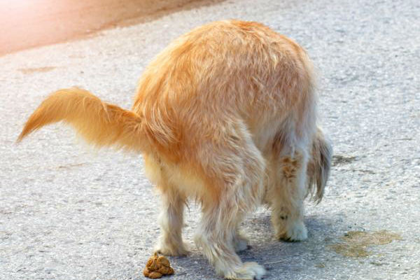 cane ha fatto cacca