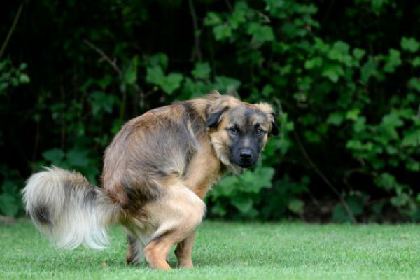 cane che fa la cacca