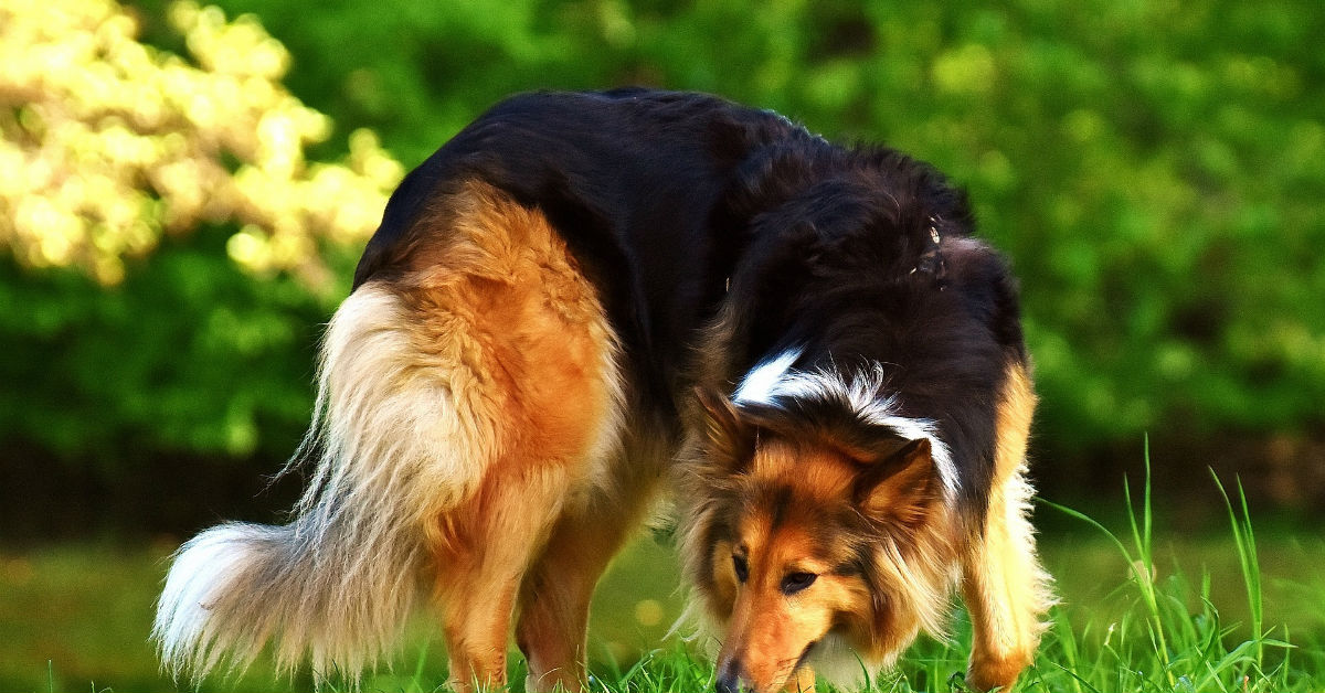 Come deve essere la cacca nel cane (se sta bene)?