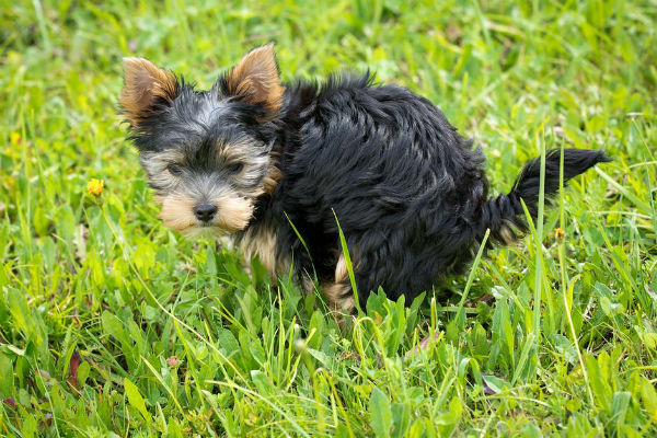 cucciolo di cane