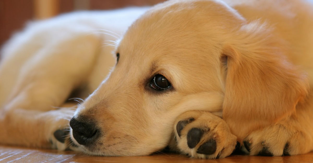 Come fare un’iniezione al cane?