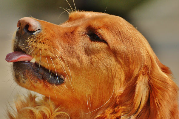 cane con la lingua di fuori