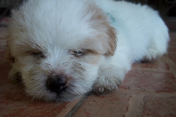 cane bianco che dorme