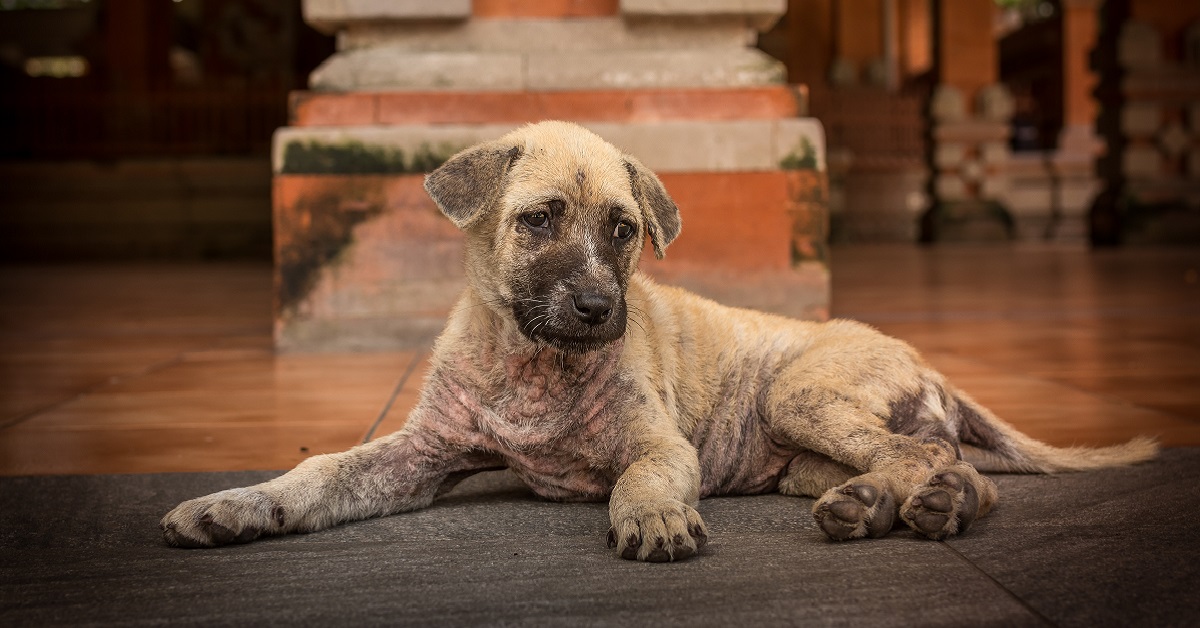 Come fare vomitare il cane?