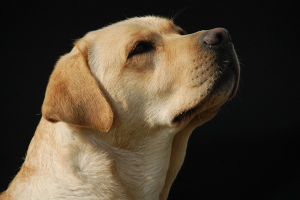 cane che guarda