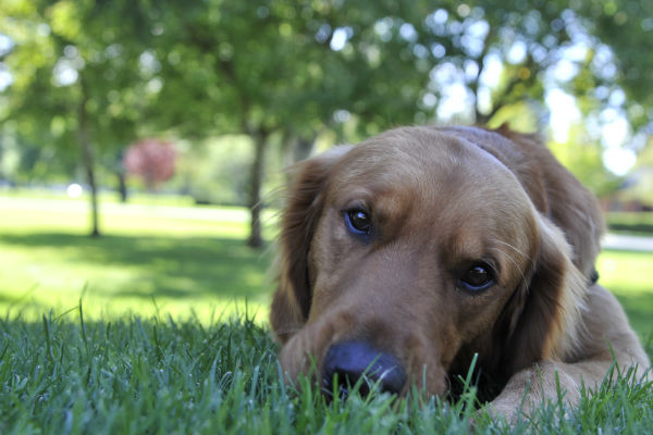 cane in giardino