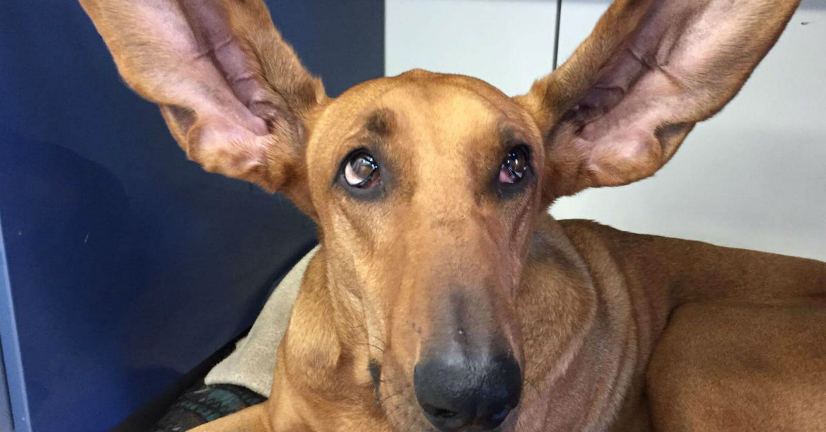 cane con le orecchie tese