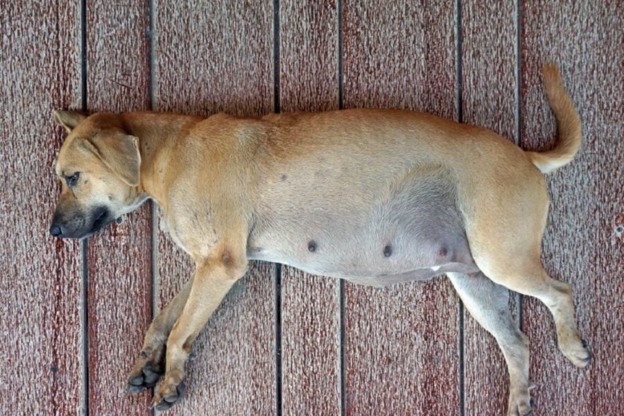 cagnolina incinta