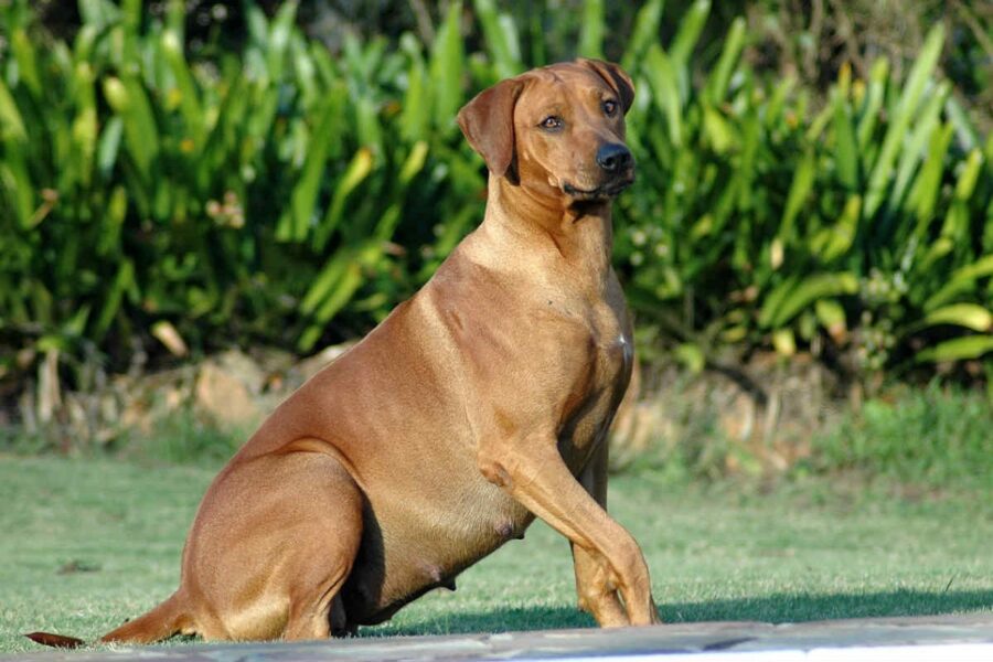 cane con la pancia da gravidanza