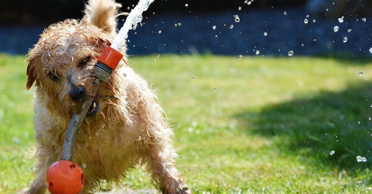 15 comportamenti strani del cane: i più divertenti