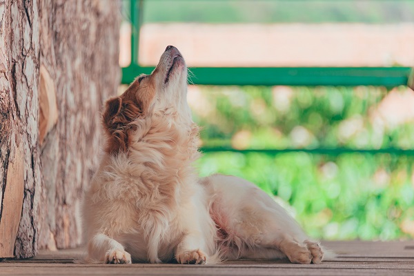 ululato del cane