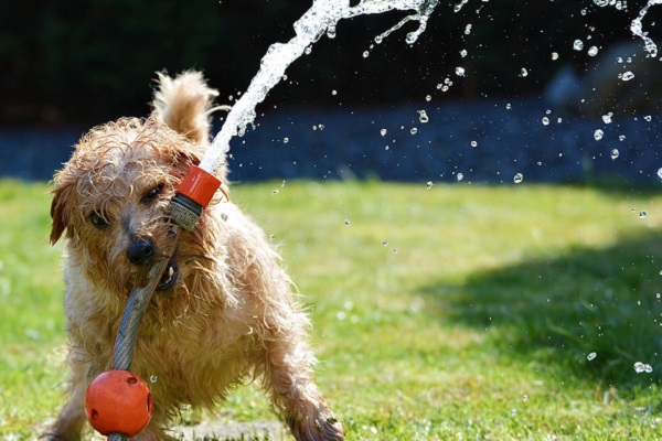 cane che gioca con getto d'acqua