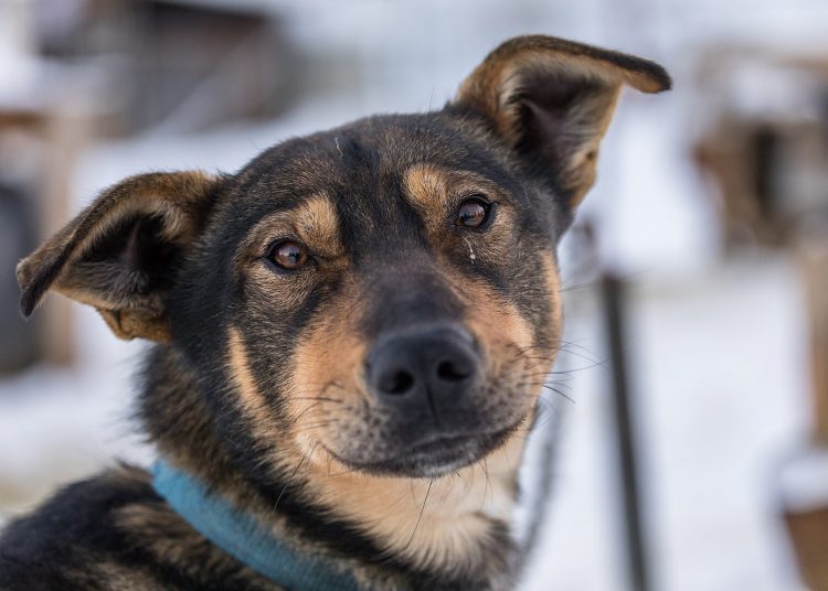 15 Comportamenti Strani Del Cane I Piu Divertenti