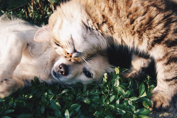 coccole tra cane e gatto