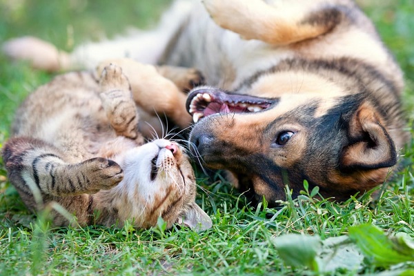 cane e gatto che giocano