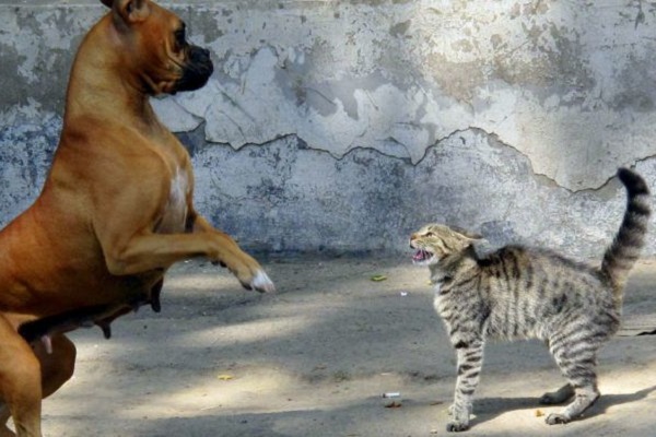 cane boxer litiga con gatto