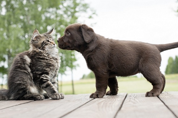 cucciolo di cane allattato da gatto