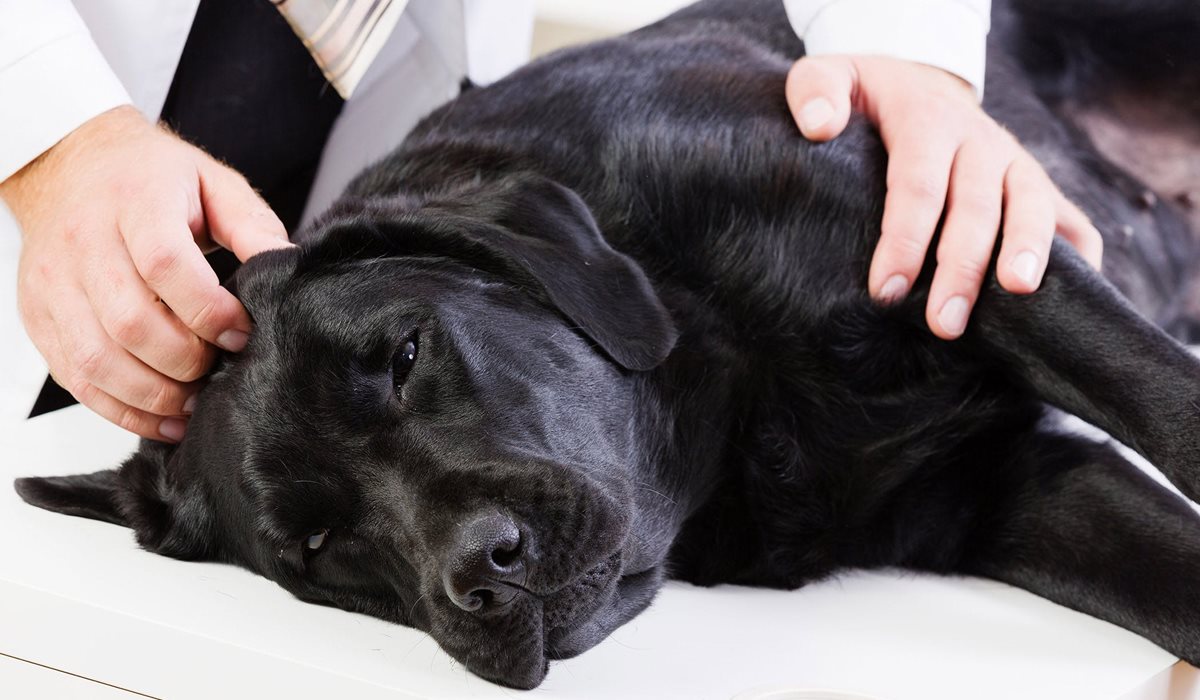 cane dal veterinario 