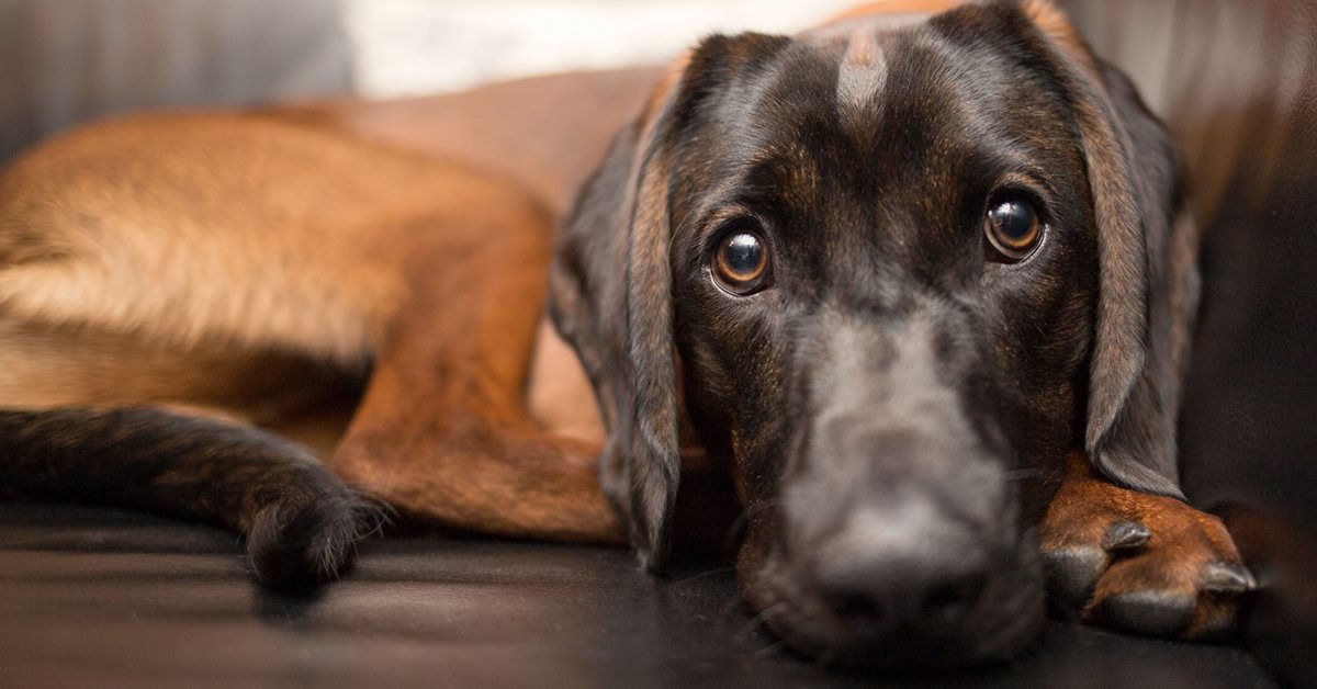 Convulsioni nel cane: come trattarle e tranquillizzarlo