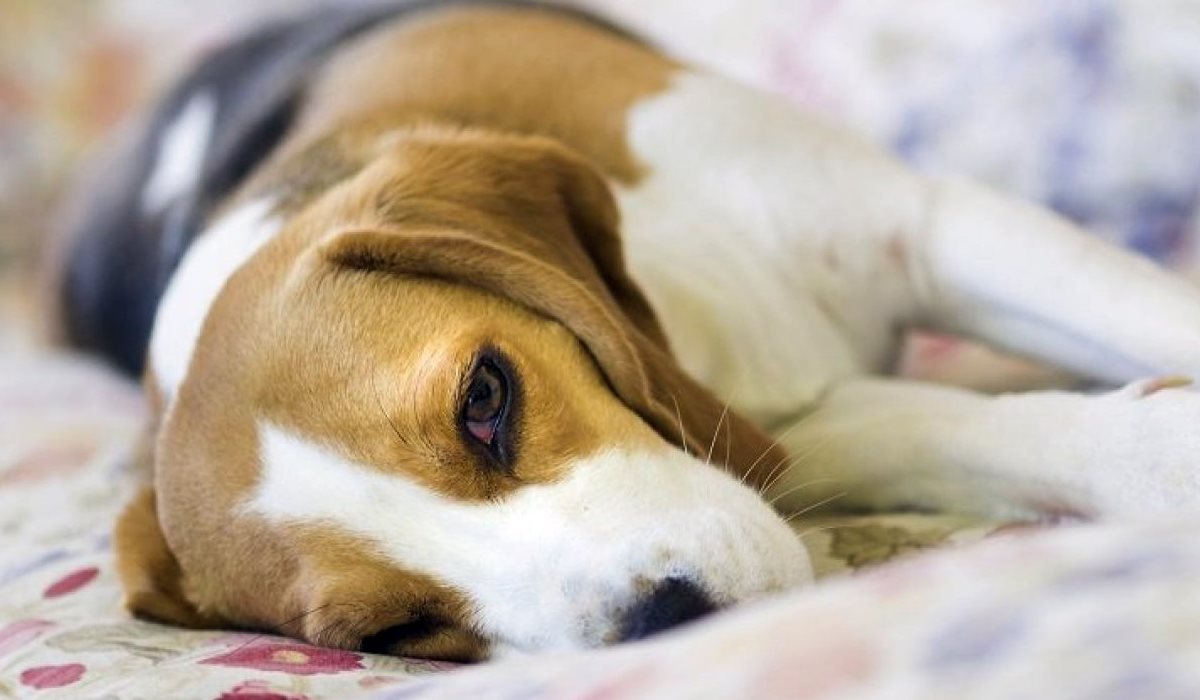 cane con le convulsioni