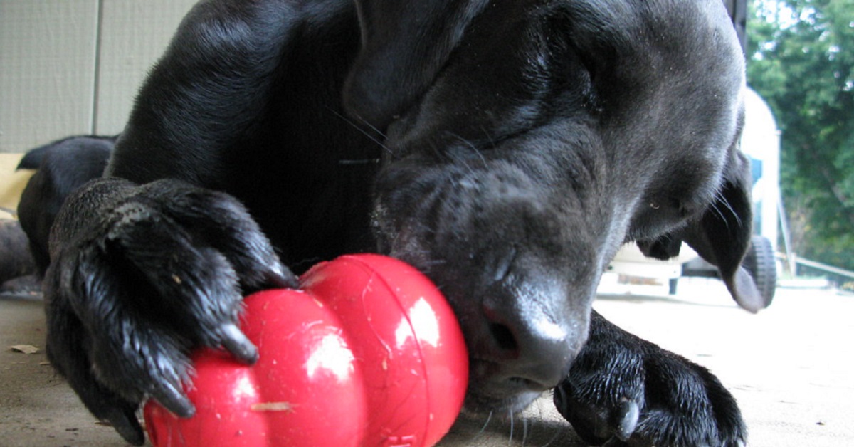 Cosa fare se il cane distrugge casa quando è solo?