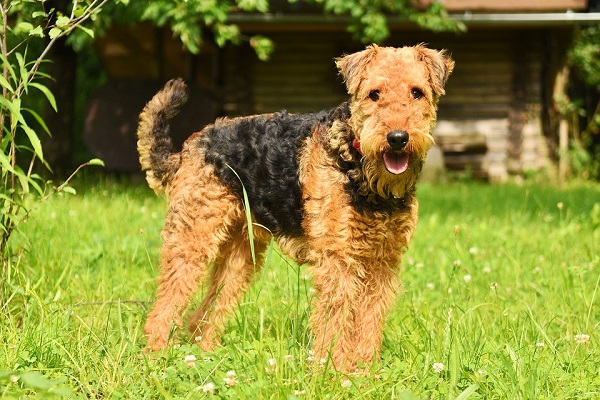 cane terrier su prato