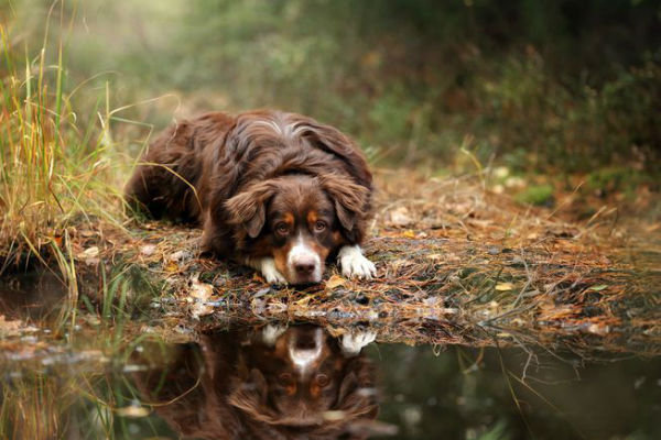 cane nel bosco