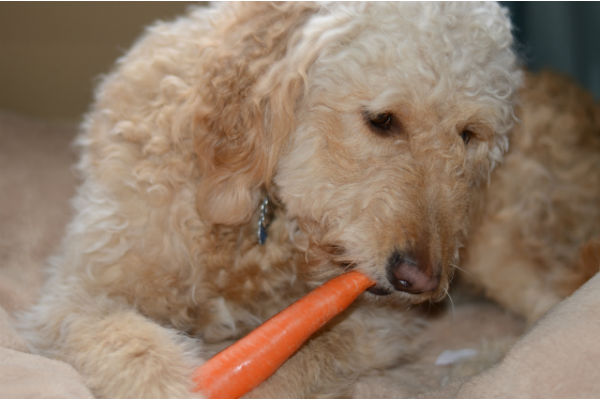 cane mangia carota