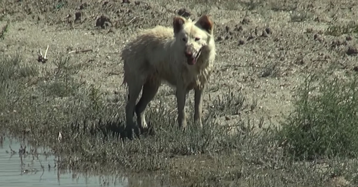 Cosa mangiano i cani in natura?