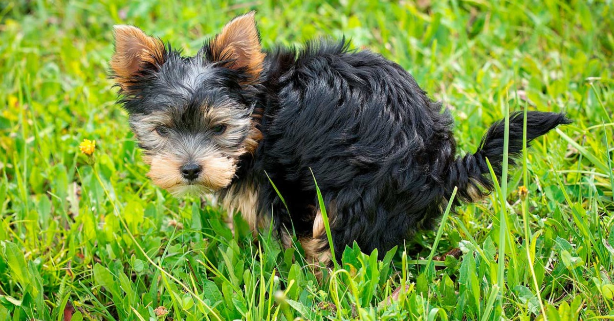 Cosa significa la cacca bianca nel cane?