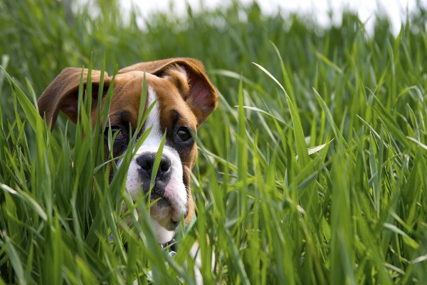 cane tra l'erba