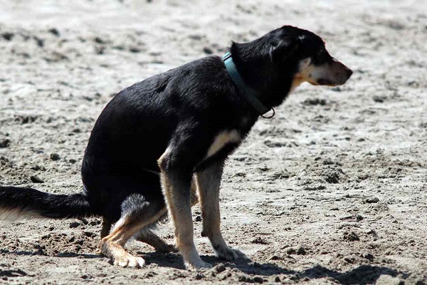 cane in spiaggia