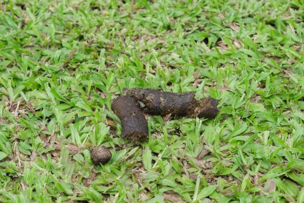 cacca nera nel cane