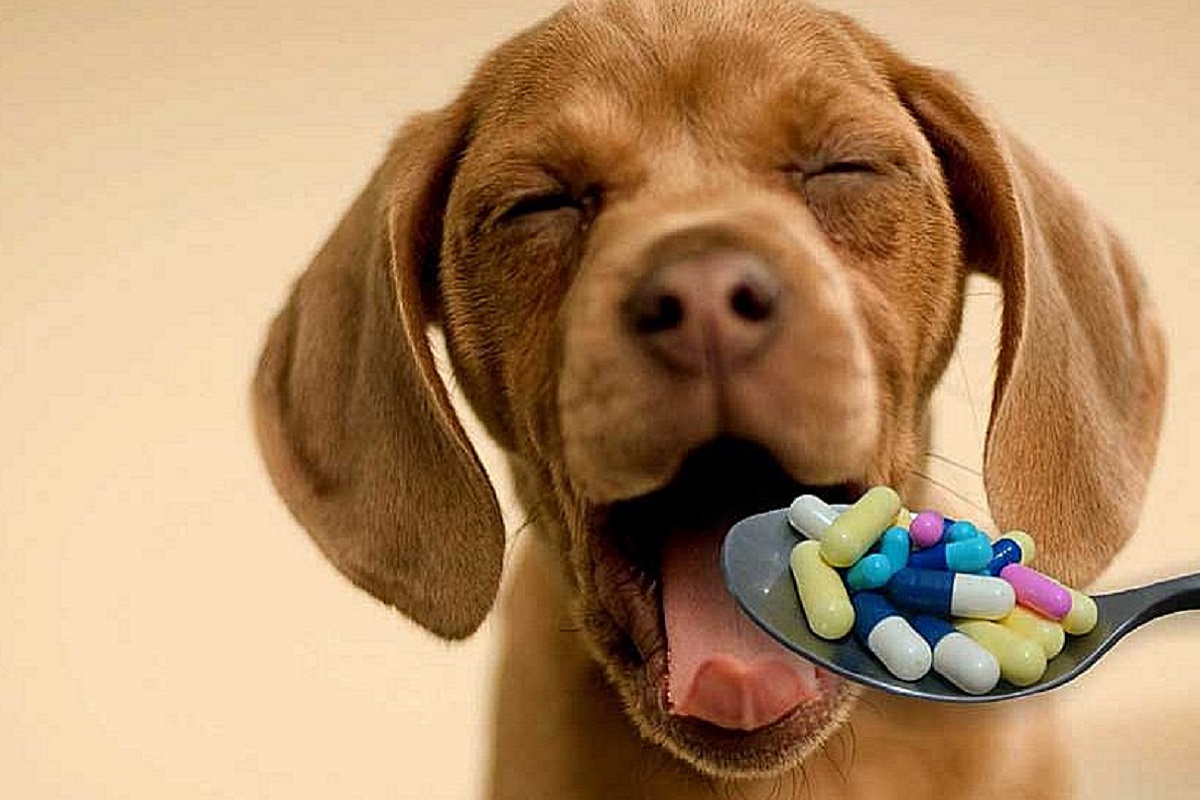 cucciolo di cane e farmaci