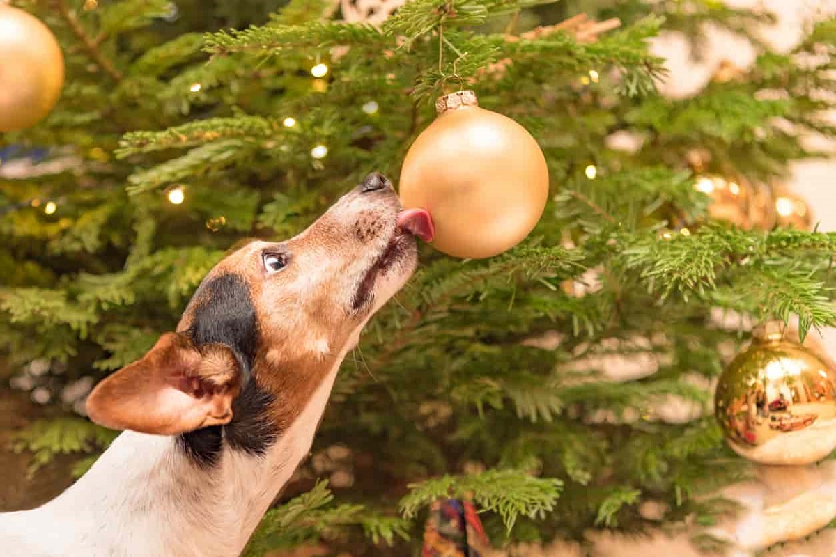 cane e albero di natale